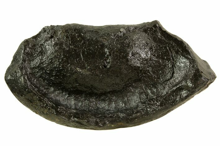 Fossil Whale Ear Bone - Miocene #69666